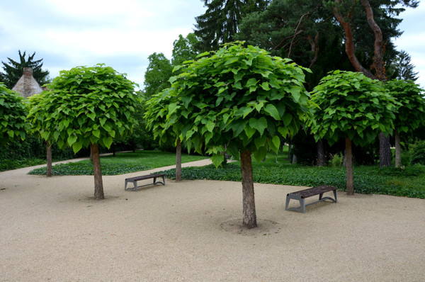 Kugel Trompetenbaum | Catalpa| Baumschuleonline