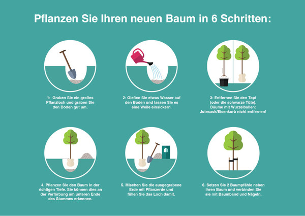 Kirschlorbeer Spalier | Prunus Caucasica | Baumschuleonline.de