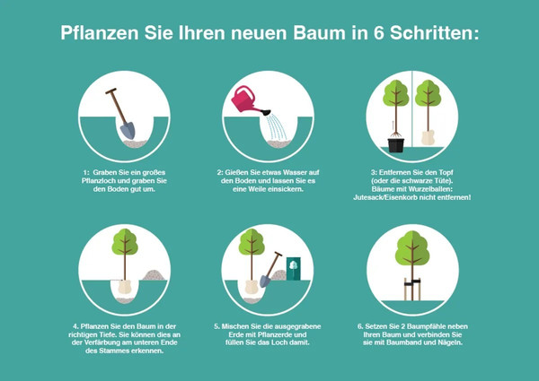 Stechpalme Nellie R.Stevens Spalierbaum | Sichtschutz Spalierbaum