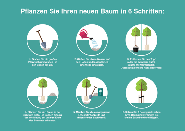 Glanzmispel Spalier | Photinia Red Robin | Baumschuleonline