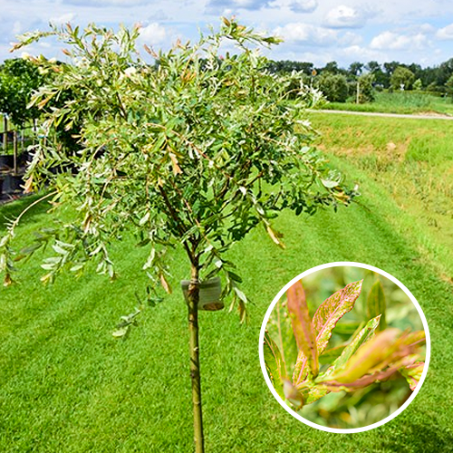 Bonte Wilg 'Hakuro-nishiki'