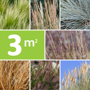 borderpakket siergrassen borderpakket siergrassen