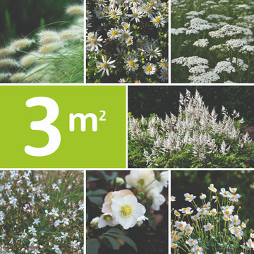 Borderpakket Wit - Mix aan vaste borderplanten wit bloeiend Borderpakket Wit - Mix aan vaste borderplanten wit bloeiend