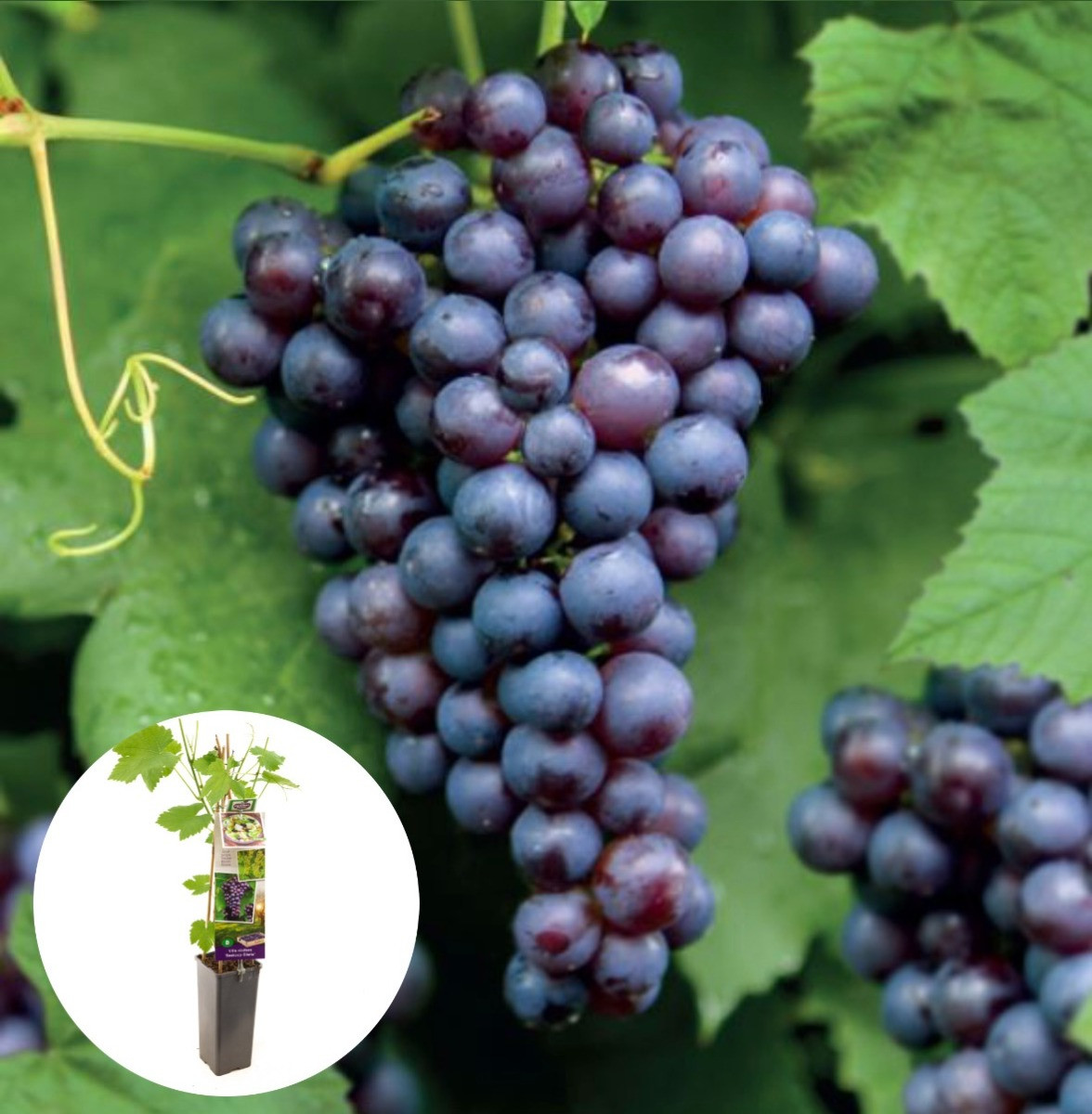 Blauwe druif Boskoop Glorie
