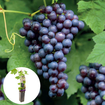 Blauwe druif Boskoop Glorie
 Blauwe druif Boskoop Glorie