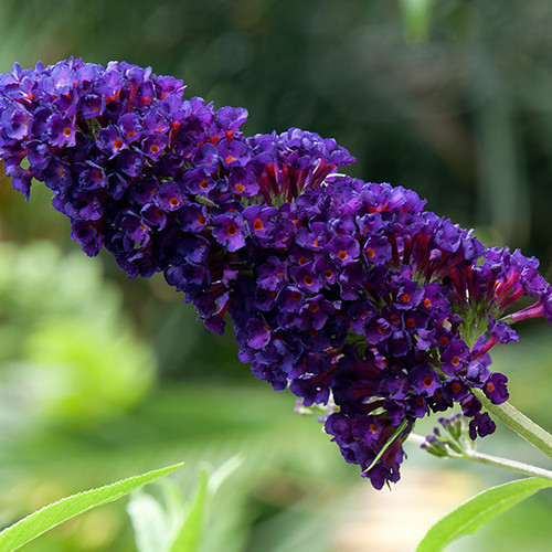 Vlinderstruik Black Knight