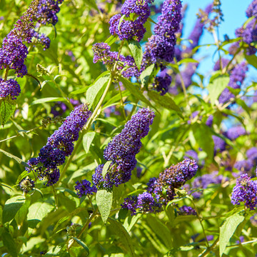 Vlinderstruik Empire Blue Vlinderstruik Empire Blue