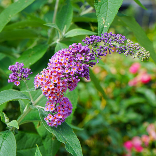 Vlinderstruik Flower Power