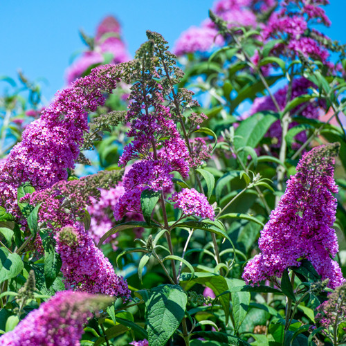 Vlinderstruik Ile de France