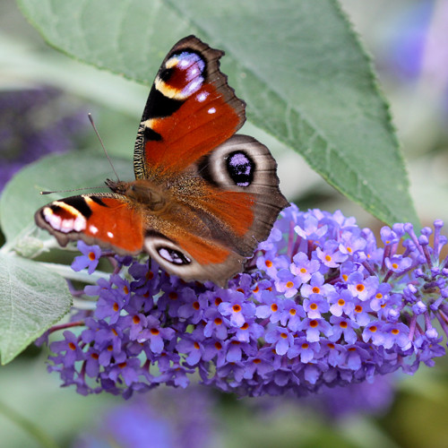 Vlinderstruik lochinch