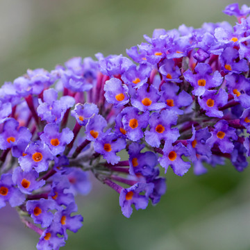 Vlinderstruik Nanho Blue Vlinderstruik Nanho Blue