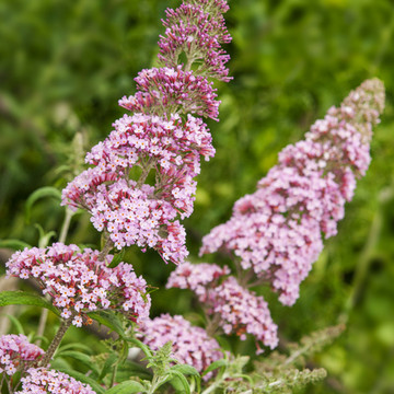 Vlinderstruik Pink Delight Vlinderstruik Pink Delight
