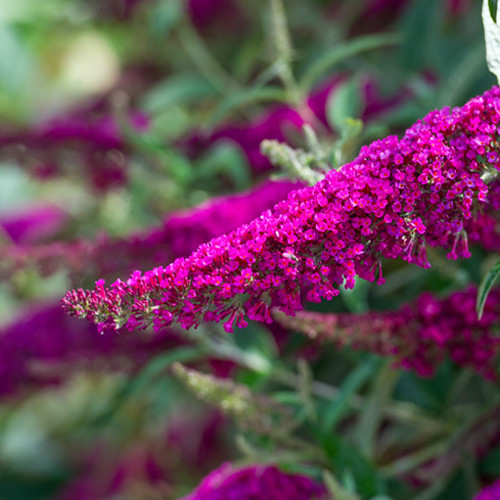 Vlinderstruik Summer Beauty