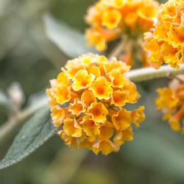 Vlinderstruik Sungold Vlinderstruik Sungold