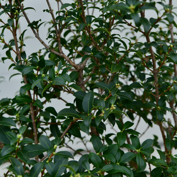 Osmanthus burkwoodii Mehrstmmige