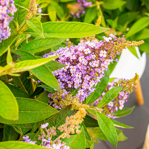 Vlinderstruik Lila Sweetheart