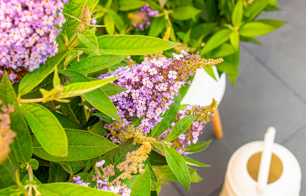 Schmetterlingsstrauch Lila Sweetheart | Buddleja Butterfly Candy | Direkt  aus unserer Grtnerei!