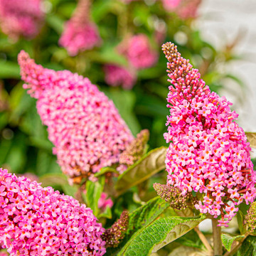 Vlinderstruik Little Pink Vlinderstruik Little Pink