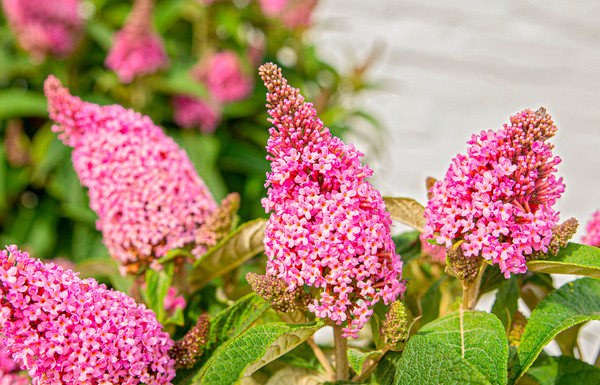 Zwerg-Schmetterlingsflieder Little Pink | Zwerg-Sommerflieder Little Pink  30-40cm
