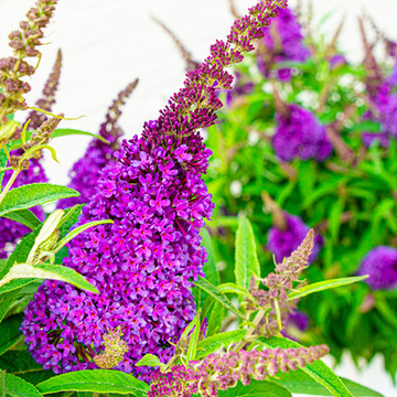 Vlinderstruik Little Purple Vlinderstruik Little Purple