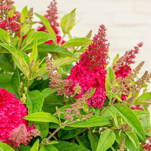 Schmetterlingsstrauch Little Ruby