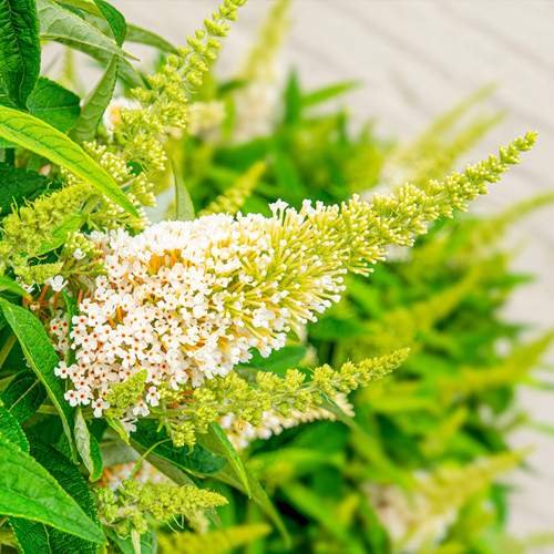 Vlinderstruik Little White