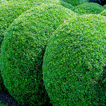 Buxus bol Buxus bol