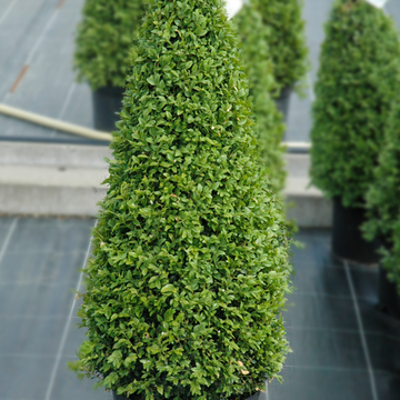 Buxus piramide Buxus piramide