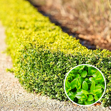 Buxus sempervirens
 Buxus sempervirens