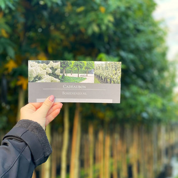 Cadeaubon Bomenenzo Cadeaubon Bomenenzo