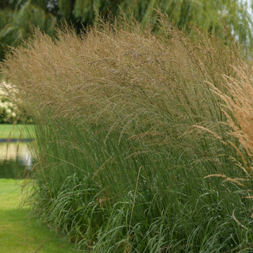 Calamagrostis acutiflora Overdam Calamagrostis acutiflora Overdam