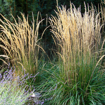 Calamagrostis Karl Foerster Calamagrostis Karl Foerster