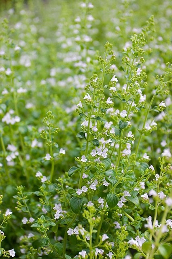 ~ Calamintha Nepeta Nepeta ~ Staudenpaket Romantisch