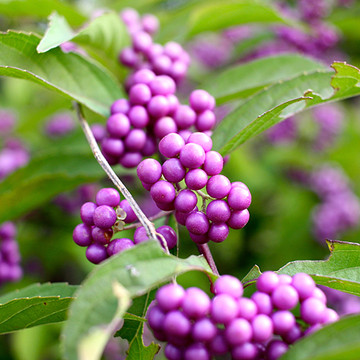 Callicarpa bodinieri Profusion Callicarpa bodinieri Profusion