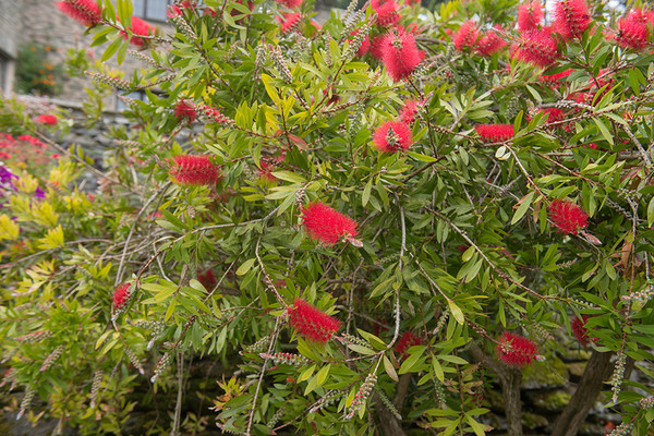 Callistemon citrinus ‘Splendens’ Zylinderputzer 