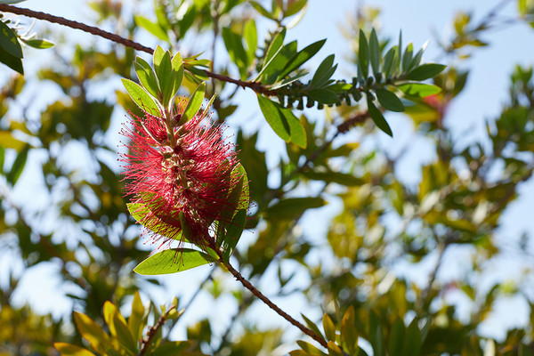 Callistemon citrinus ‘Splendens’ Zylinderputzer 
