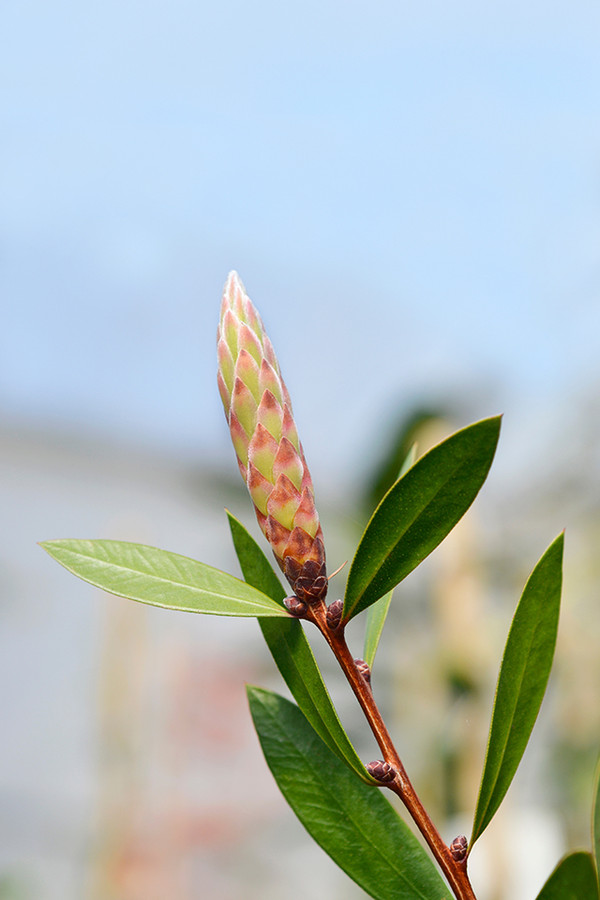 Callistemon citrinus ‘Splendens’ Zylinderputzer 