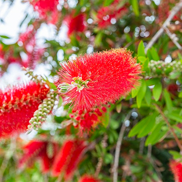 Callistemon Laevis  Callistemon Laevis