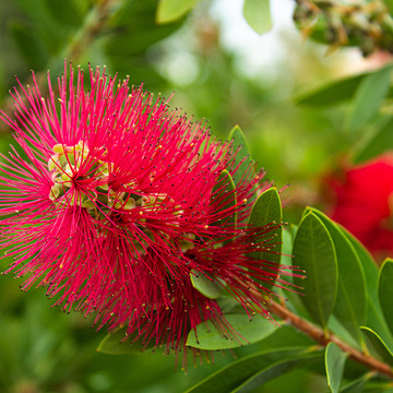 Callistemon 'Rigidus' - Lampenpoetser Callistemon 'Rigidus' - Lampenpoetser