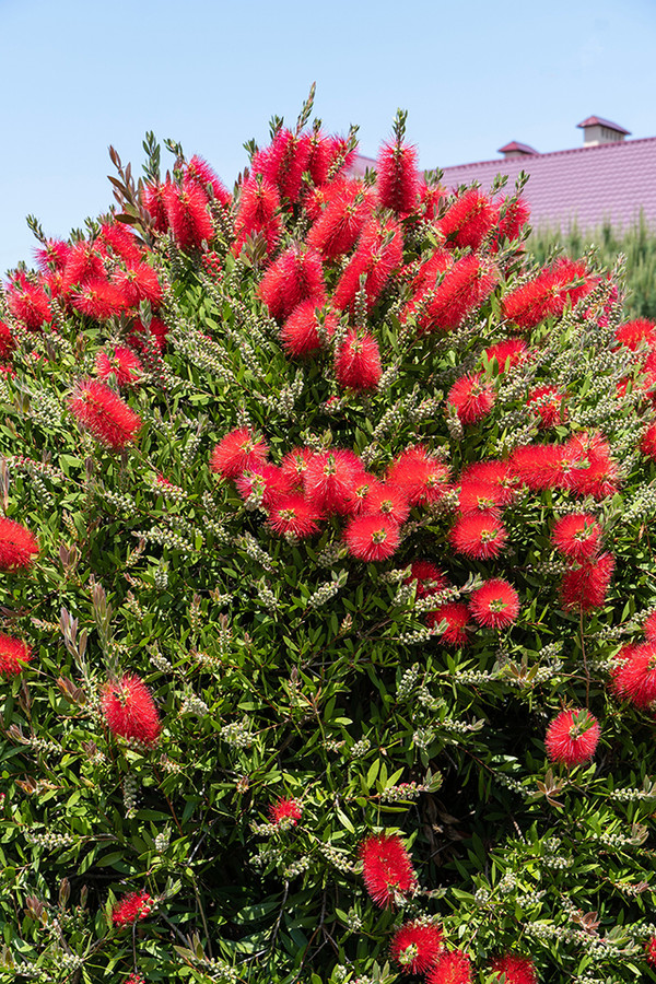 Zylinderputzer Rigidus | Callistemon | Baumschuleonline