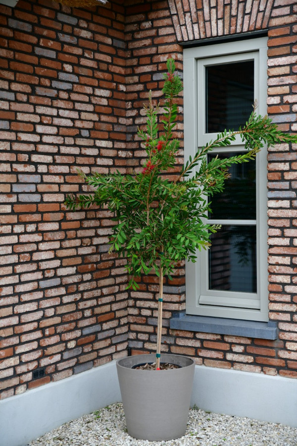 Zylinderputzer  ‘Splendens’ Halbstamm