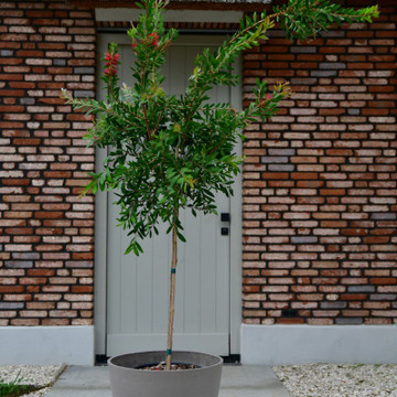 Callistemon citrinus ‘Splendens’ halfstam Callistemon citrinus ‘Splendens’ halfstam