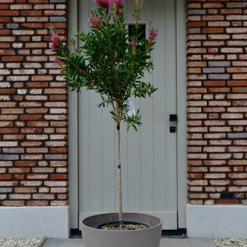 Callistemon citrinus 'Violaceus' halfstam Callistemon citrinus 'Violaceus' halfstam