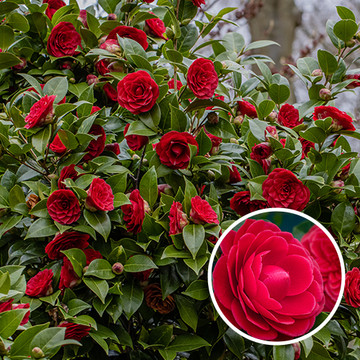 Camelia Black Lace Camelia Black Lace