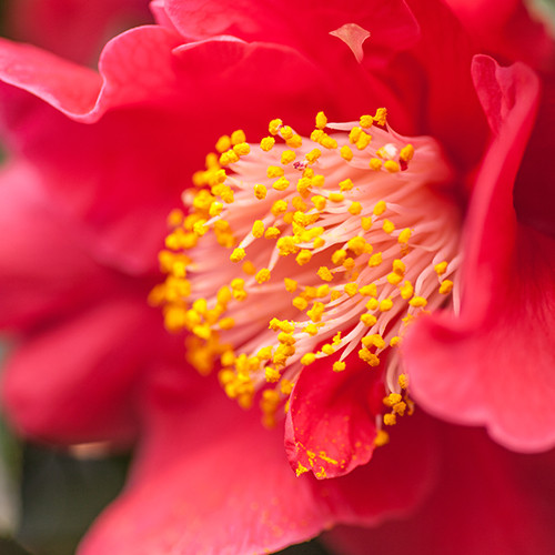 Camelia Dr King
