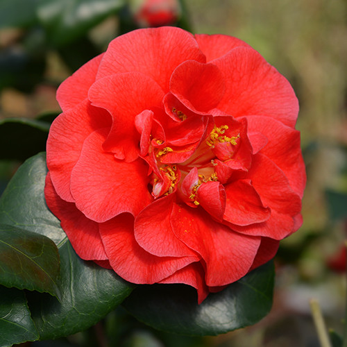 Camelia Lady Campbell