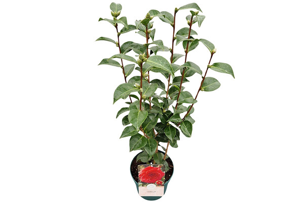 efeutute im topf Epipremnum Aureum