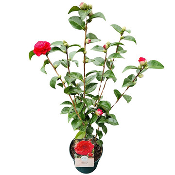 Camellia Japonica Rood Camellia Japonica Rood
