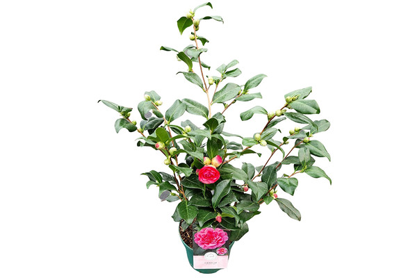 calathea network musaica Calathea Musaica 'Network' For Sale Online main image 0