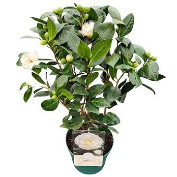 Camelia Japonica Wit Camelia Japonica Wit